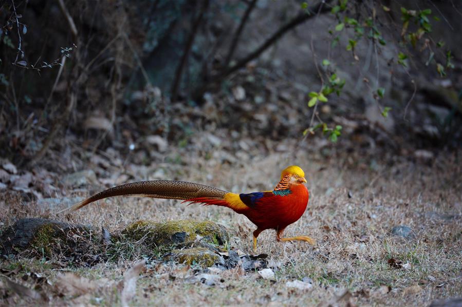 Уезд Янсянь стал раем для диких птиц более чем 340 видов
