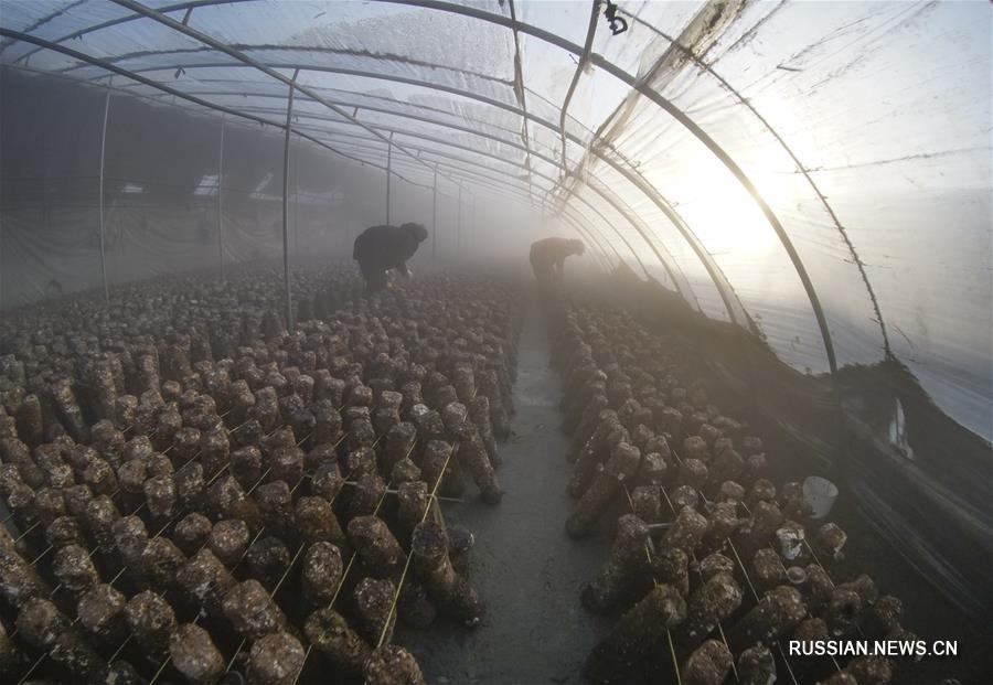 На "Большие холода" крестьяне по всему Китаю много работы