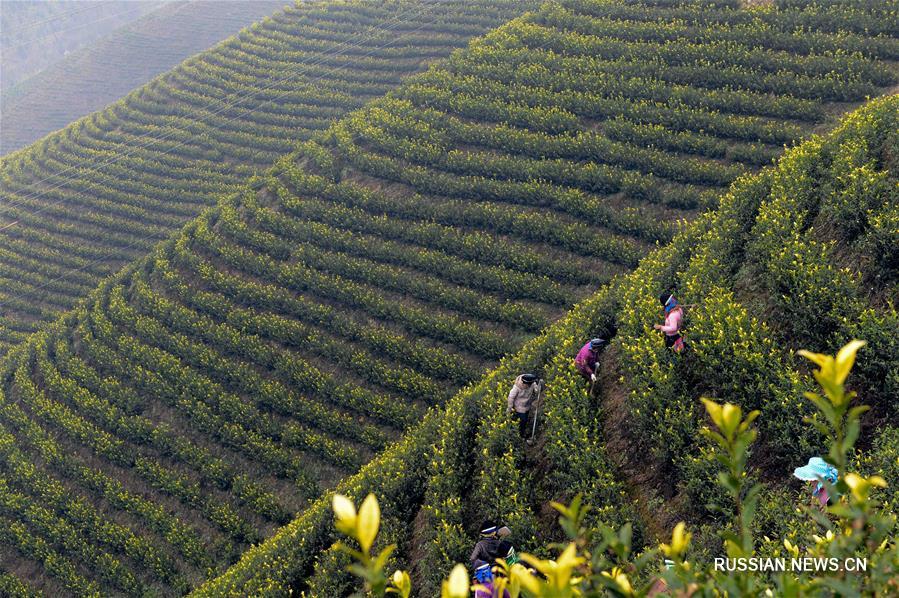 Работы на чайных полях в провинции Гуйчжоу