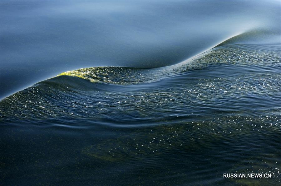 В морской впадине Макран зацвела вода