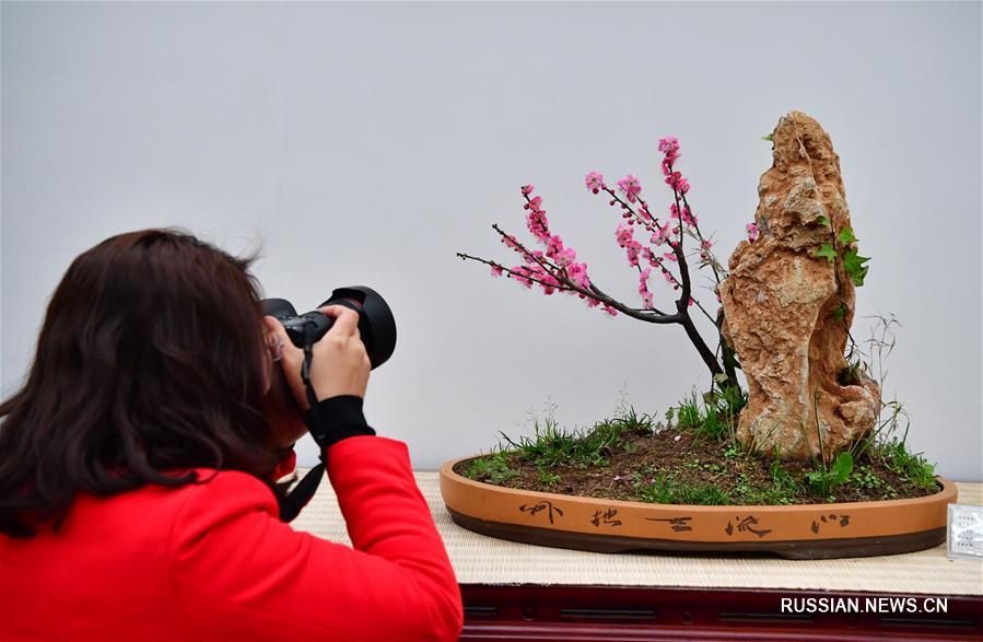 Зимний фестиваль химонанта и сливы в китайской "столице цветов"