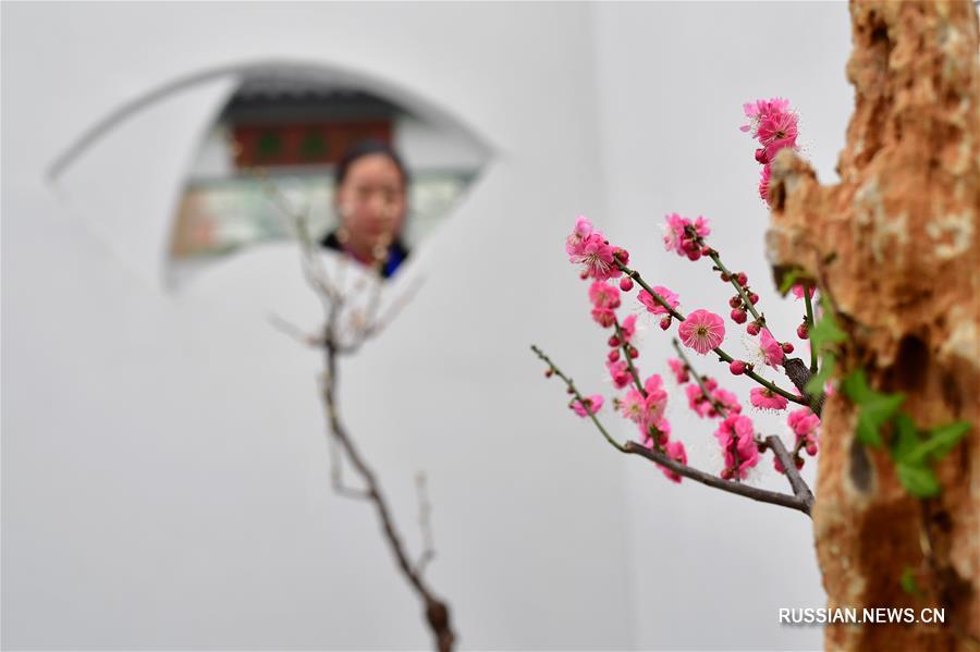 Зимний фестиваль химонанта и сливы в китайской "столице цветов"