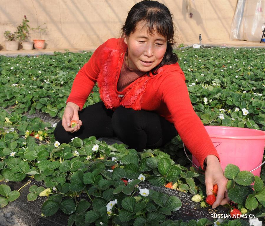 Смогут ли "пестициды из китайских лекарств" гарантировать пищевую безопасность?