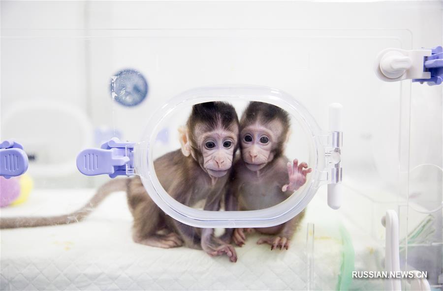 В Китае появились на свет первые в мире клонированные макаки