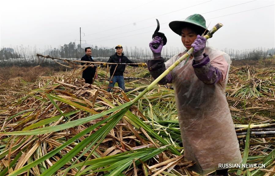 В уезде Жуншуй спасают урожай сахарного тростника от надвигающихся морозов