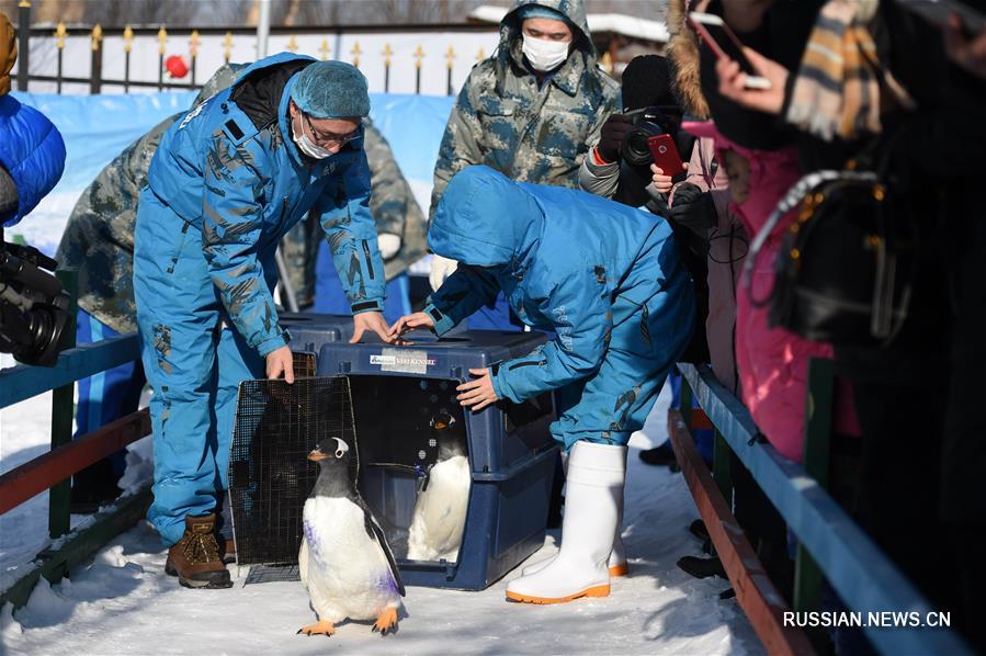 Прогулка пингвинов по морозному Харбину