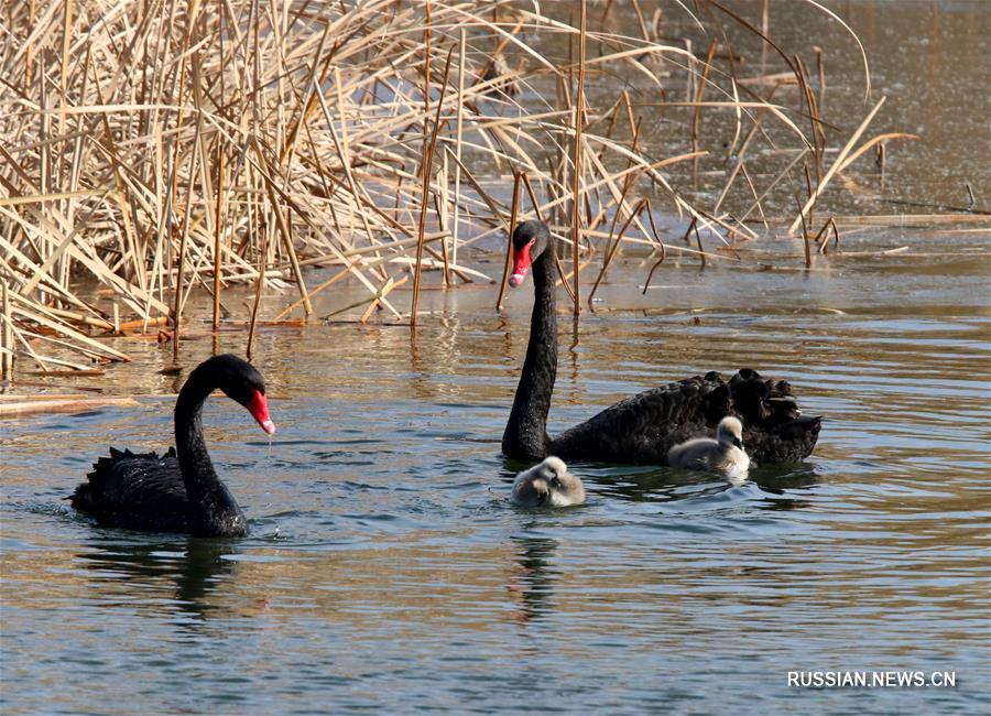Птенцы черного лебедя в парке Юаньминъюань