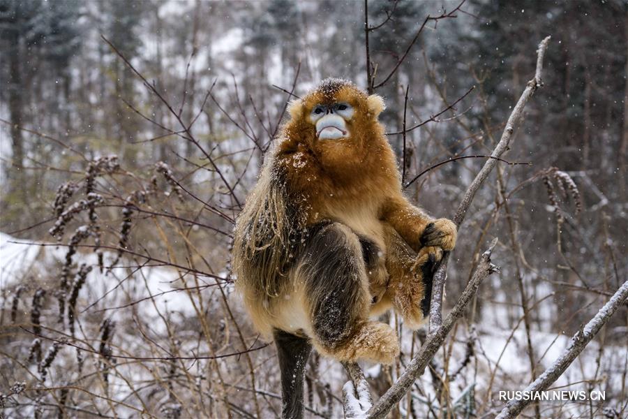 Золотистые обезьяны в заснеженных лесах Шэньнунцзя 