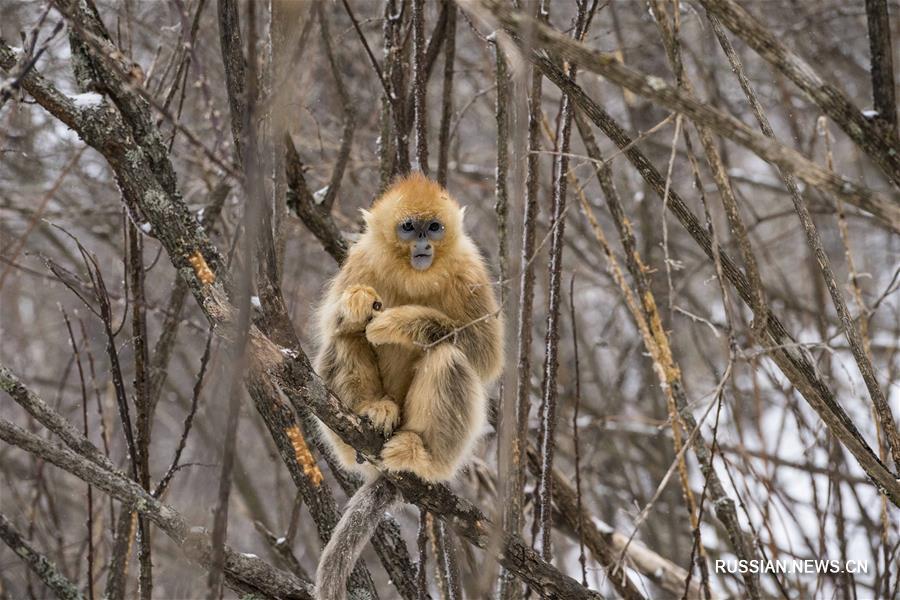 Золотистые обезьяны в заснеженных лесах Шэньнунцзя 