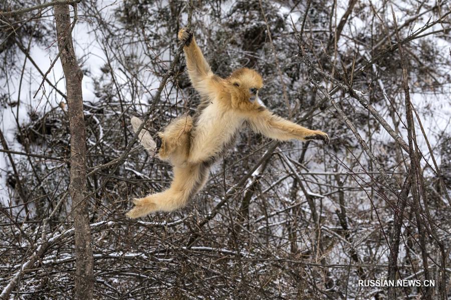 Золотистые обезьяны в заснеженных лесах Шэньнунцзя 