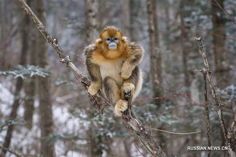 Золотистые обезьяны в заснеженных лесах Шэньнунцзя 