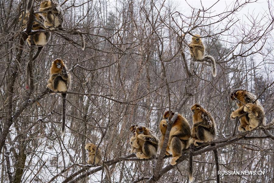 Золотистые обезьяны в заснеженных лесах Шэньнунцзя 