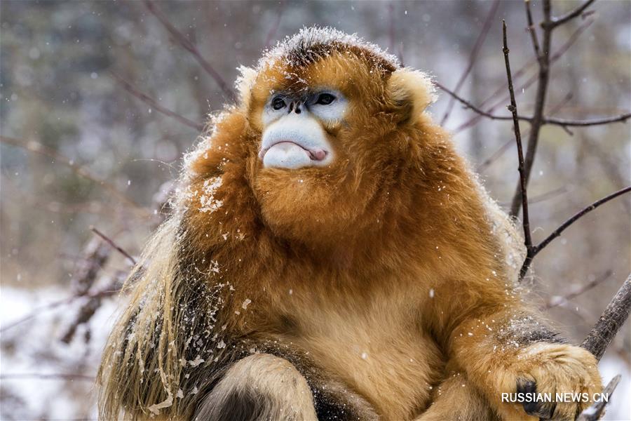Золотистые обезьяны в заснеженных лесах Шэньнунцзя 
