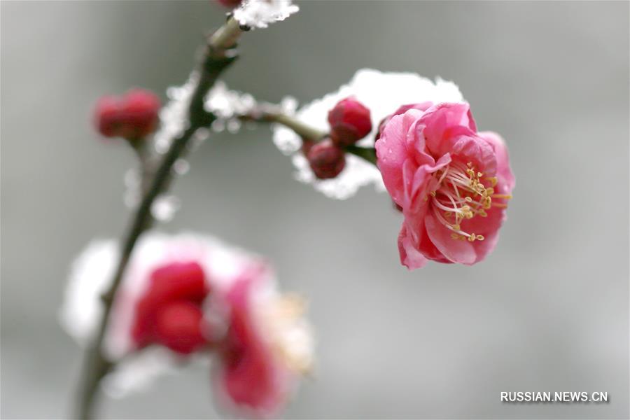 Снег и цветущие сливы в уезде Сюйи