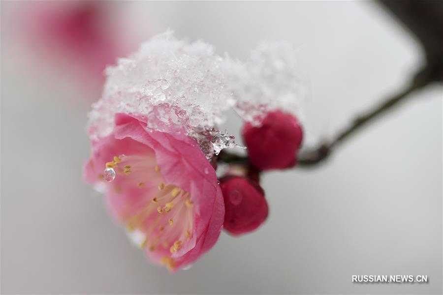 Снег и цветущие сливы в уезде Сюйи