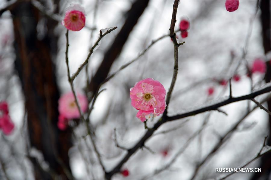 Под снегом расцветает слива в Ханчжоу