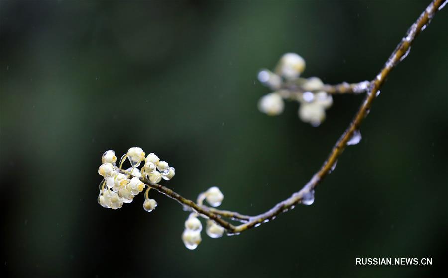 Цветущий черный перец в Гуанси