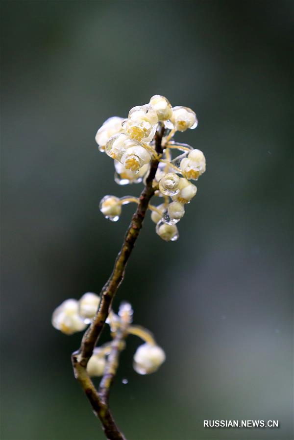 Цветущий черный перец в Гуанси