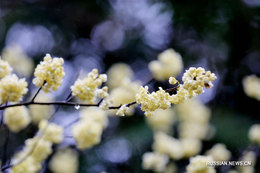 Цветущий черный перец в Гуанси