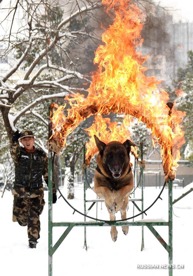 "Волшебный пес и чудесный воин" вооруженной полиции Аньхоя