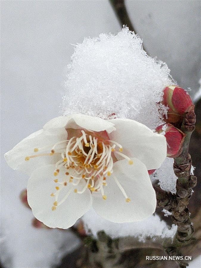 Цветы сливы под снегом