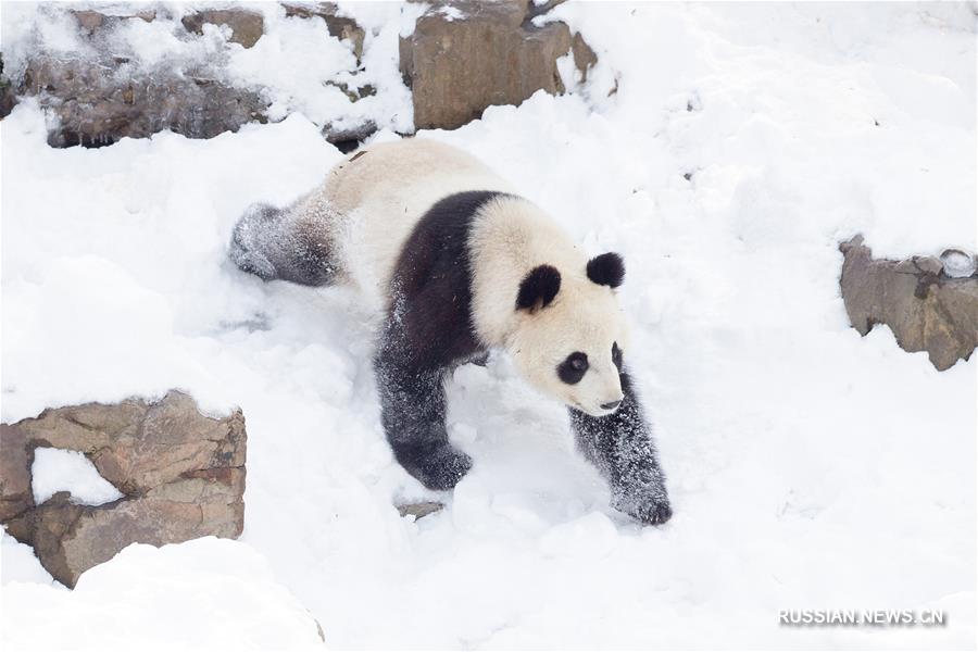 Снежные забавы больших панд в Нанкине