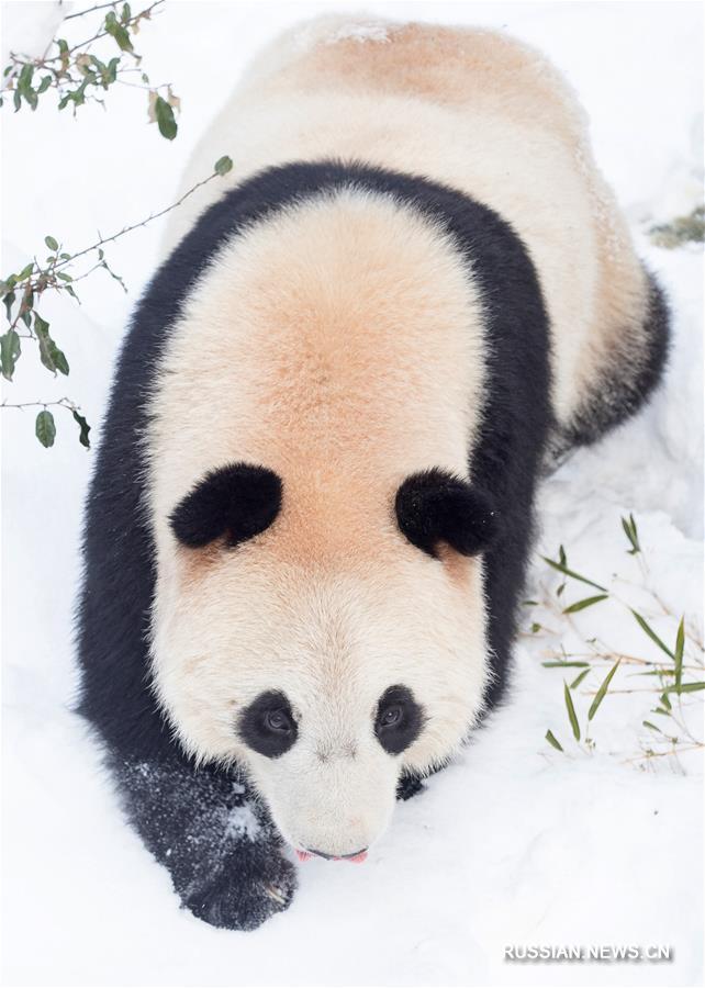 Снежные забавы больших панд в Нанкине