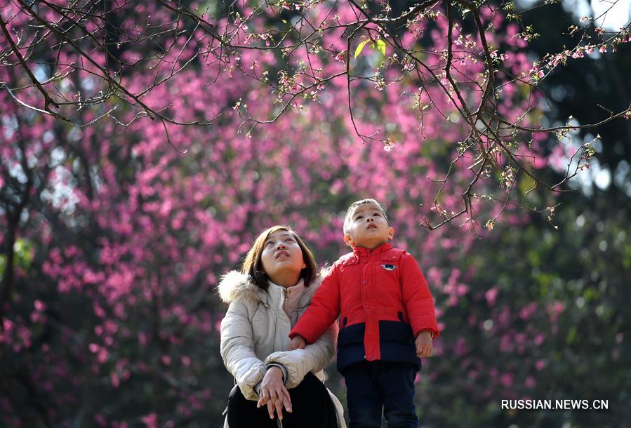 Слива цветет в Гуанси-Чжуанском АР