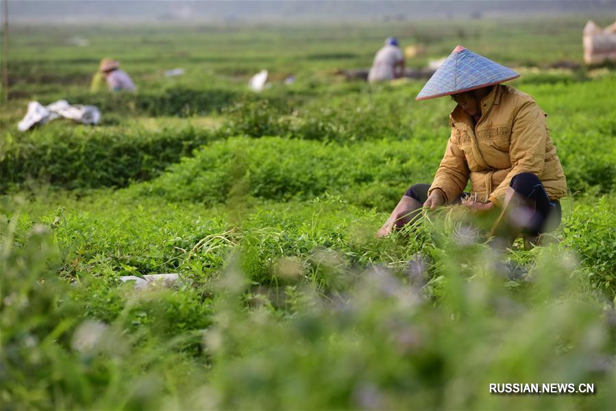 Первый день весенних полевых работ в Китае