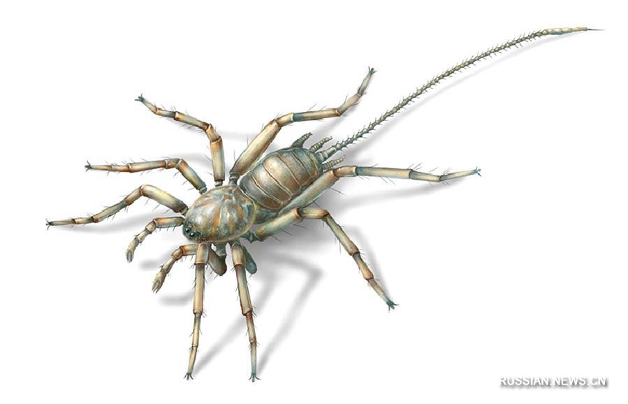 Китайские ученые обнаружили вымерший вид пауков в янтаре 