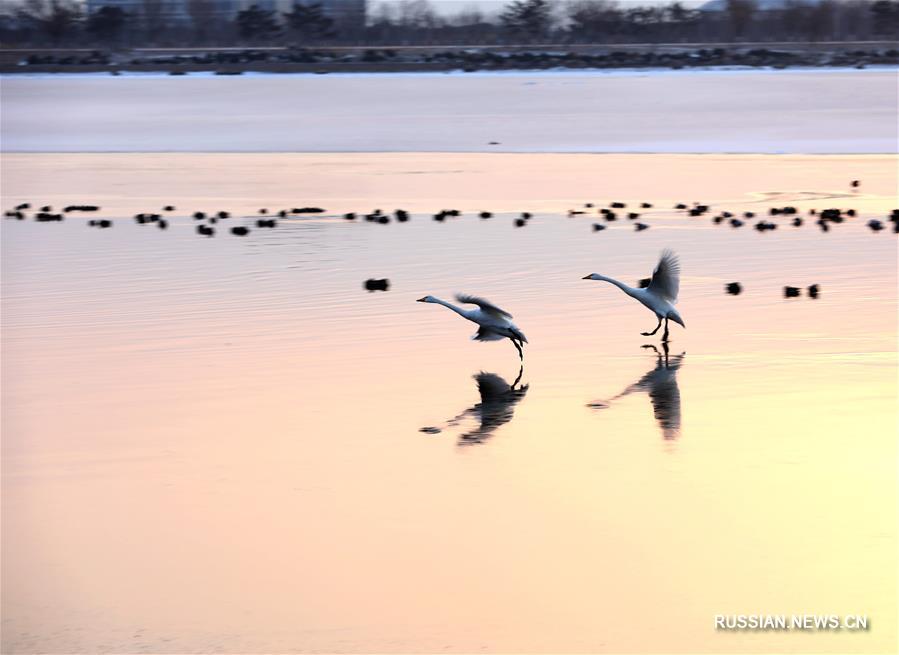 Утренние танцы лебедей на заснеженном озере