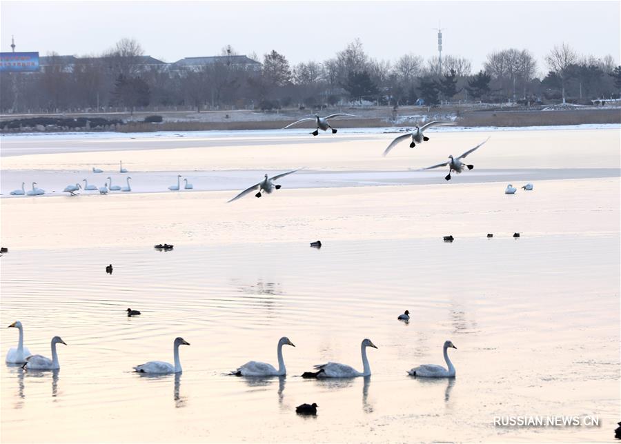 Утренние танцы лебедей на заснеженном озере