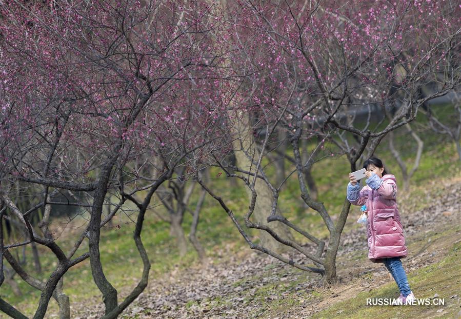 На озере Дунху открылся фестиваль цветов сливы