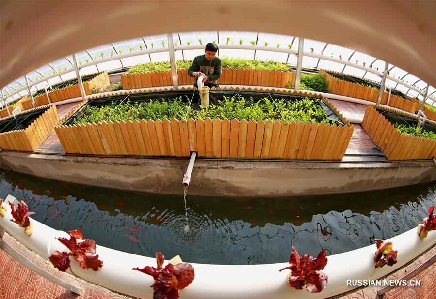 В одном из экопарков провинции Хэбэй заработала аквапоническая система разведения рыб и овощей