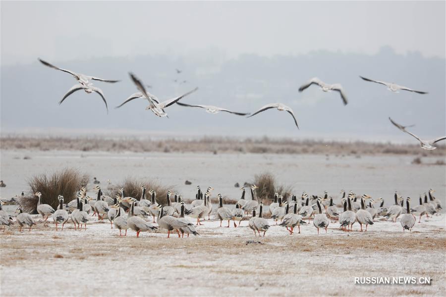 На замерзшем озере Цаохай организовано дополнительное кормление перелетных птиц