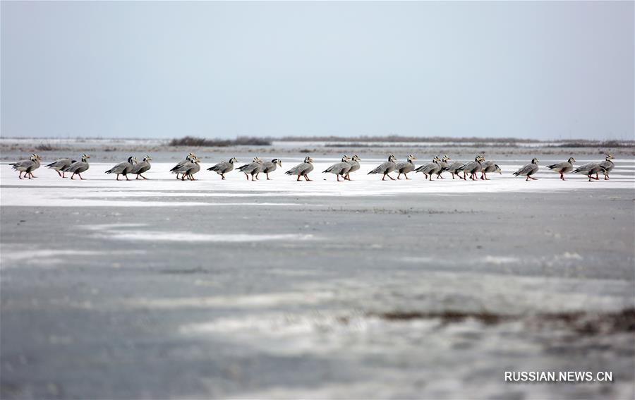 На замерзшем озере Цаохай организовано дополнительное кормление перелетных птиц