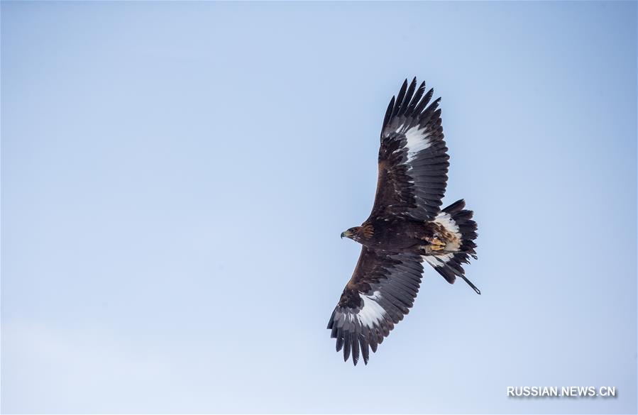 В Алматы проходит республиканский турнир охоты с ловчими птицами "Кыран-2018"
