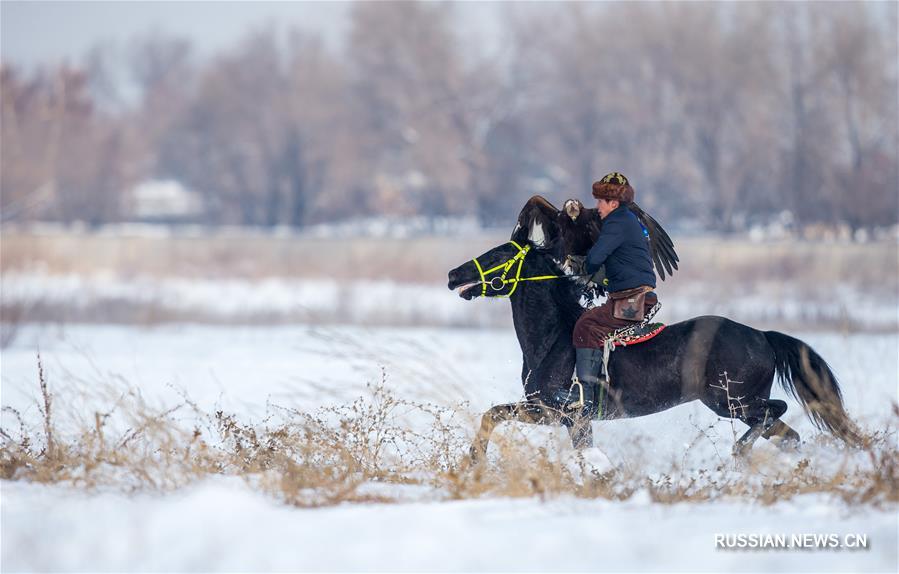 В Алматы проходит республиканский турнир охоты с ловчими птицами "Кыран-2018"