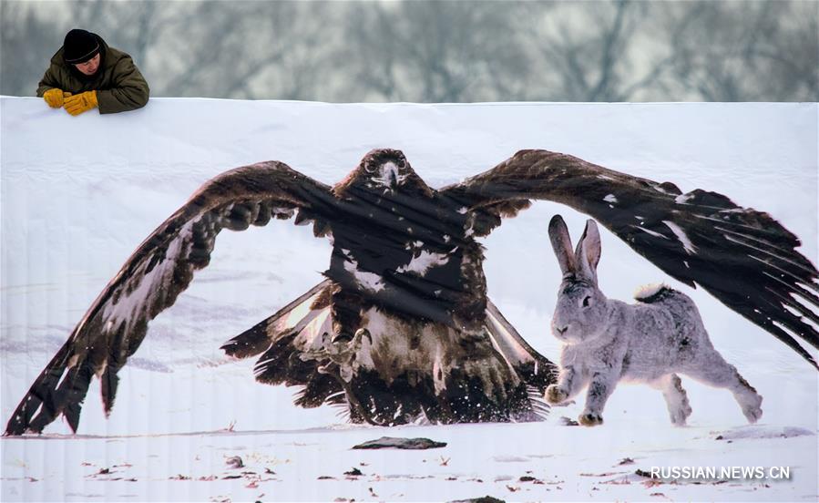 В Алматы проходит республиканский турнир охоты с ловчими птицами "Кыран-2018"