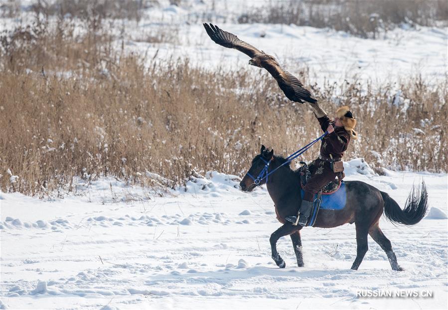 В Алматы проходит республиканский турнир охоты с ловчими птицами "Кыран-2018"