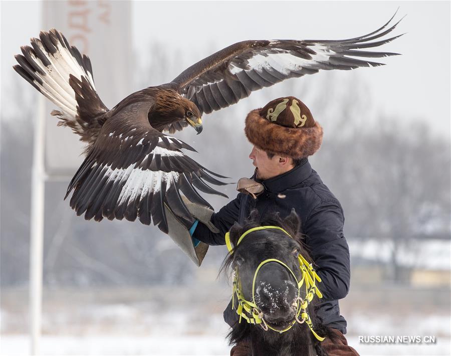 В Алматы проходит республиканский турнир охоты с ловчими птицами "Кыран-2018"