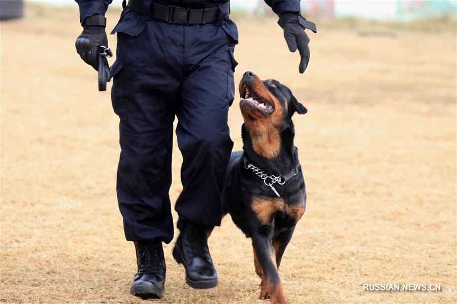Комплексные тренировки полицейских собак в Сяньяне