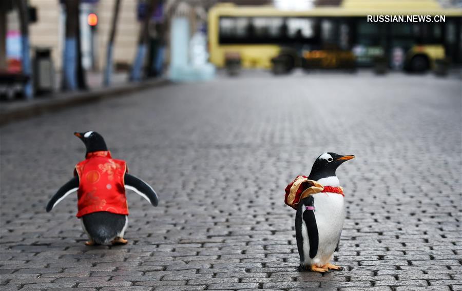Пингвины Харбина принарядились в преддверии праздника Весны