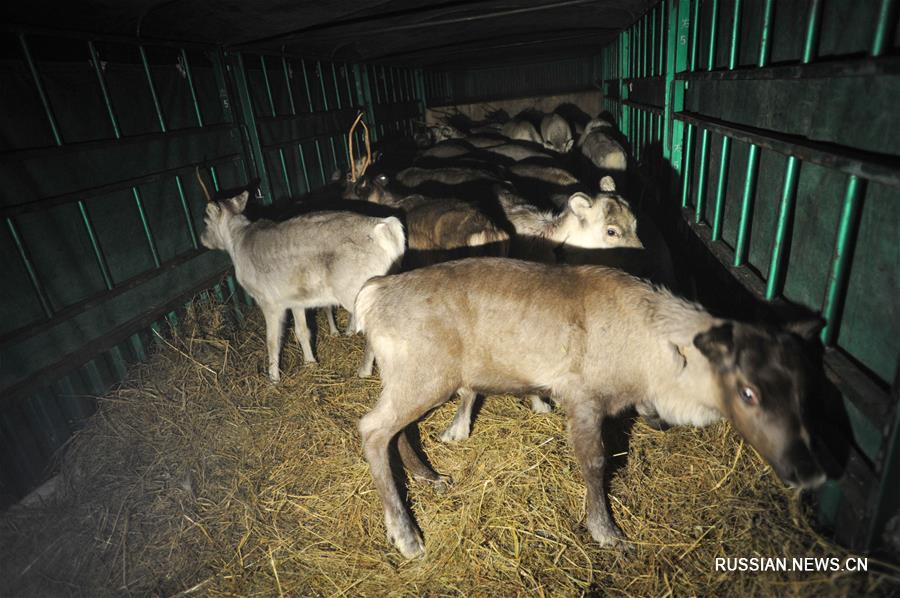 Вторая партия из 115 северных оленей будет доставлена во Внутреннюю Монголию