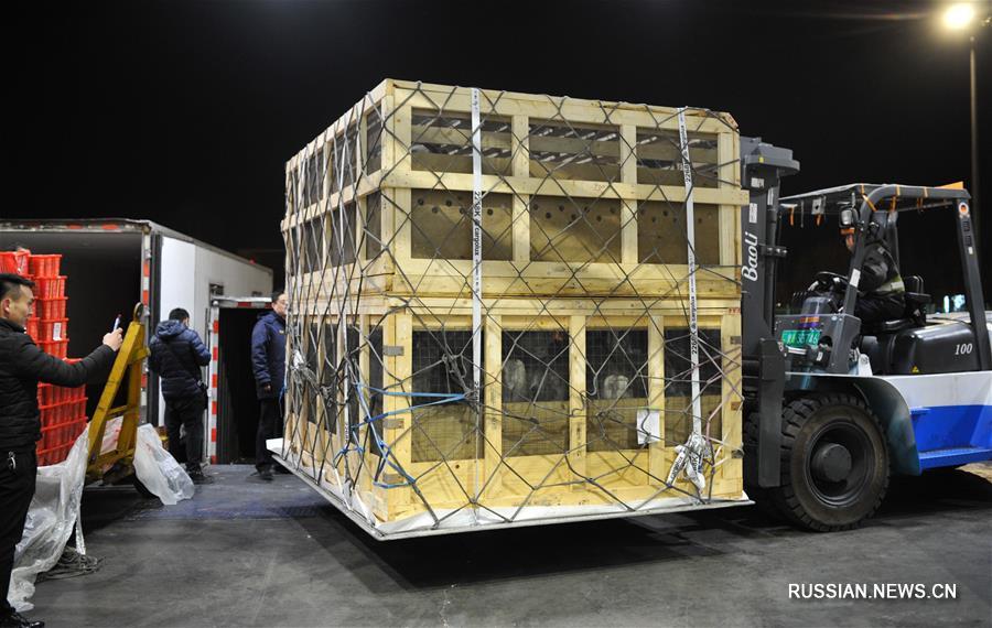 Вторая партия из 115 северных оленей будет доставлена во Внутреннюю Монголию