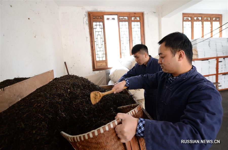 Производство прессованного чая фуча в уезде Цзинъян