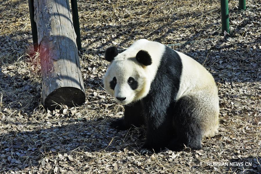 Посетители Тяньцзиньского зоопарка вновь увиделись с большой пандой Силэ