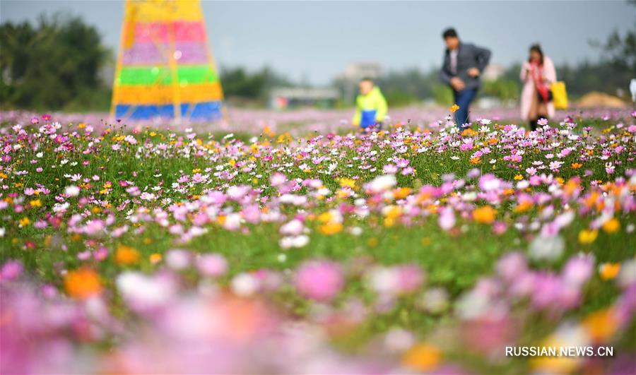 На острове Хайнань засоленный пустырь превратили в цветущий парк