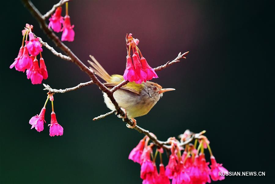 Птицы и цветы вишни на востоке Китая