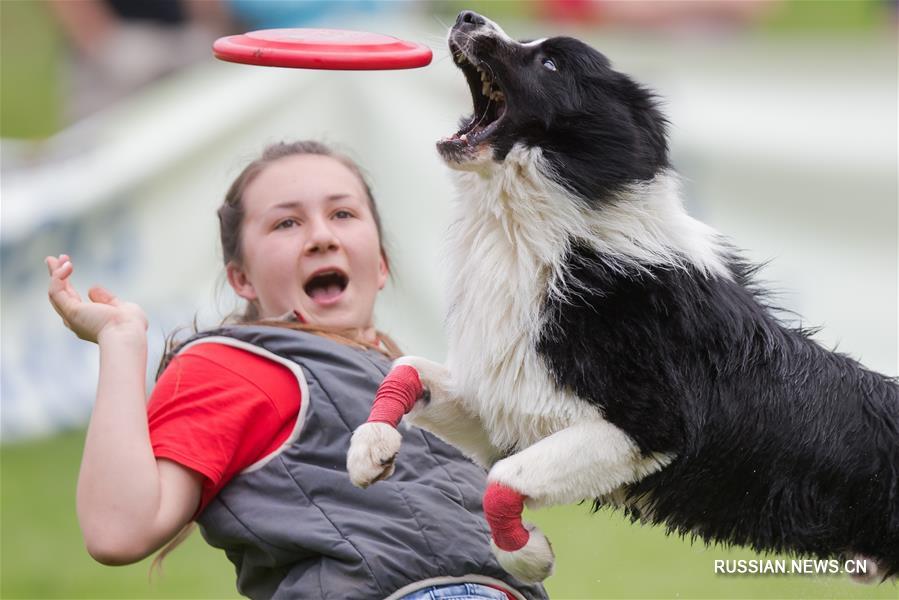 Собаки-спортсмены по всему миру